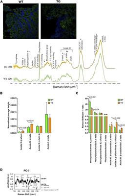 Imaging of α-Synuclein Aggregates in a Rat Model of Parkinson’s Disease Using Raman Microspectroscopy